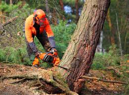 How Our Tree Care Process Works  in Tuscarawas, OH